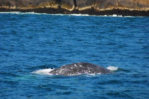 gray whale in oregon